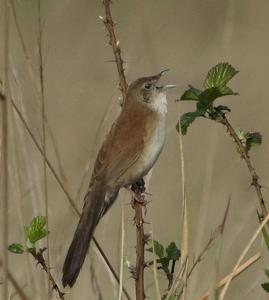 Catriscus brevirostris