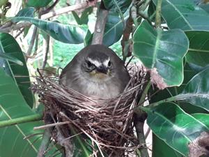 utils/thumbs/Locustellidae/Elaphrornis_DxsrRT8u3ytHJNktfYRp6E.jpg