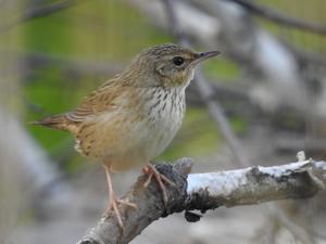 Locustella lanceolata