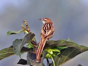Megalurus palustris