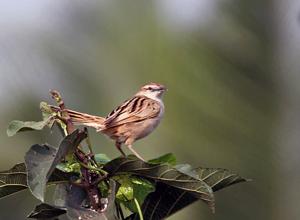Megalurus palustris