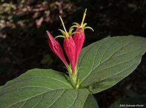 Spigelia marilandica