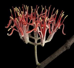 utils/thumbs/Loranthaceae/Amyema_MAb9ZdQ2ZmiCPTyWd6FFFm.jpg