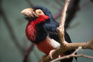 Pogonornis dubius