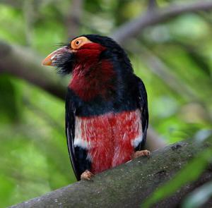 utils/thumbs/Lybiidae/Pogonornis_iqxLxYQsNd8rkRRBHkt46c.jpg