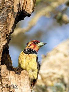 Trachyphonus vaillantii