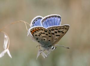 utils/thumbs/Lycaenidae/Glabroculus_ni3yRGt3kBAvHkYghjAY8T.jpg