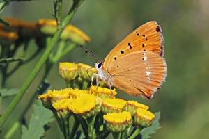 Lycaena virgaureae