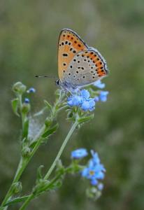 Lycaena thersamon