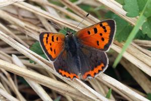 Lycaena phlaeas eleus