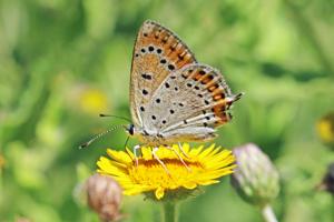 utils/thumbs/Lycaenidae/Lycaena_XGfSAVc3wdSNu73oGHh8q6.jpg