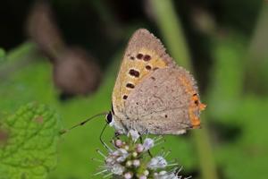 Lycaena phlaeas phlaeas