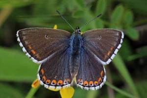 Lysandra bellargus