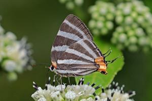 Panthiades bathildis