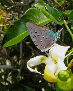 Pseudolycaena marsyas