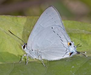 Tajuria cippus cippus