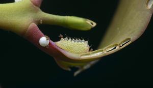Tajuria cippus