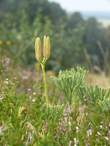 utils/thumbs/Lycopodiaceae/Diphasiastrum_XmyoeLCmLe6hQLYrYr4xH5.jpg