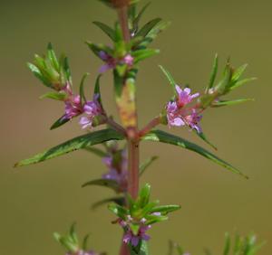 utils/thumbs/Lythraceae/Rotala_548sYFJRwDbyxydE7YPiHS.jpg