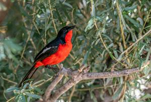Laniarius atrococcineus
