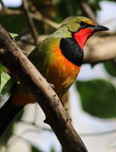 Telophorus viridis