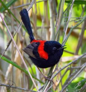 Malurus melanocephalus