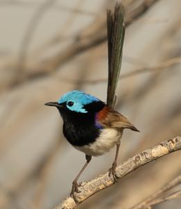 Malurus lamberti