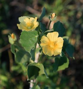 Abutilon austroafricanum