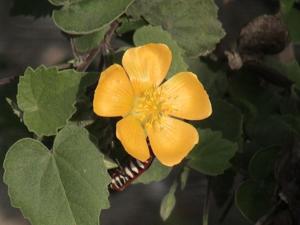 Abutilon indicum