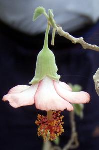 Abutilon menziesii