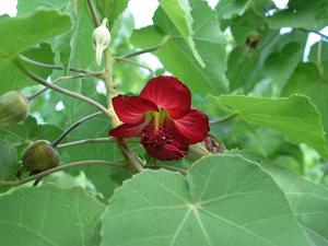 utils/thumbs/Malvaceae/Abutilon_ioiDtdCPezTynMzgrBkQDb.jpg