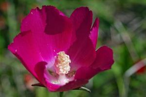 Callirhoe papaver 