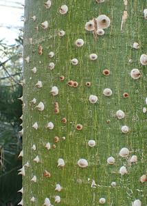 Ceiba speciosa