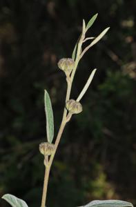 Decaschistia mouretii