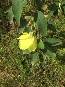 Decaschistia mouretii var. mouretii