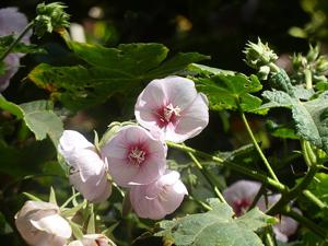 utils/thumbs/Malvaceae/Dombeya_9VPNjEvo4FaDBckSZAJWf3.jpg