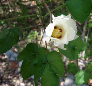Gossypium hirsutum