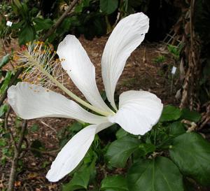 Hibiscus arnottianus subsp. immaculatus