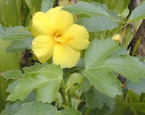 utils/thumbs/Malvaceae/Hibiscus_XwYn2cGFGPWCDTLcVMMKmW.jpg