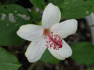 Hibiscus waimeae