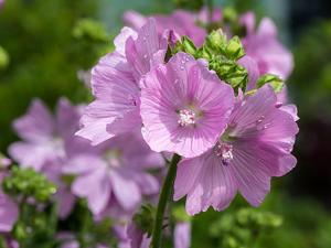 Malva moschata