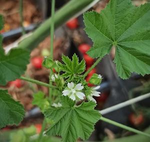 Malva parviflora