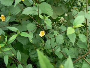 Sida rhombifolia