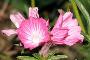 Sidalcea malviflora subsp. laciniata