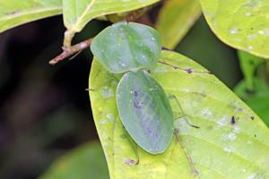 Choeradodis rhomboidea