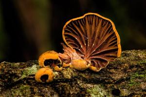 Anthracophyllum archeri