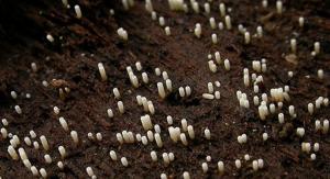 Henningsomyces candidus