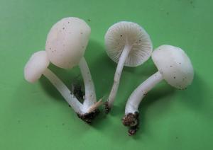 utils/thumbs/Marasmiaceae/Lactocollybia_ncxuVPN6UhhmpFp3a8UyuG.jpg