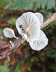 Marasmiellus candidus