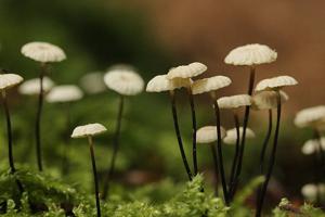 Marasmius rotula